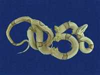 藏品(紅竹蛇)的圖片